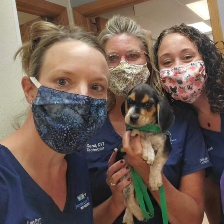 GroupBeagle Brooklyn Park Vet