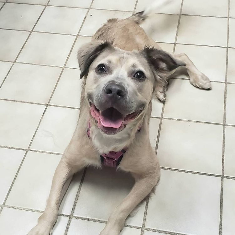 smilepup Brooklyn Park Smile