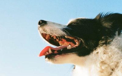 Love Your Pet’s Breath: 3 Tips to Prevent Dental Disease