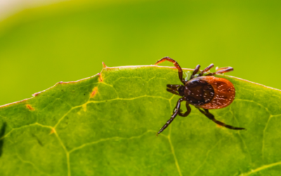 Preventing Lyme Disease in Dogs