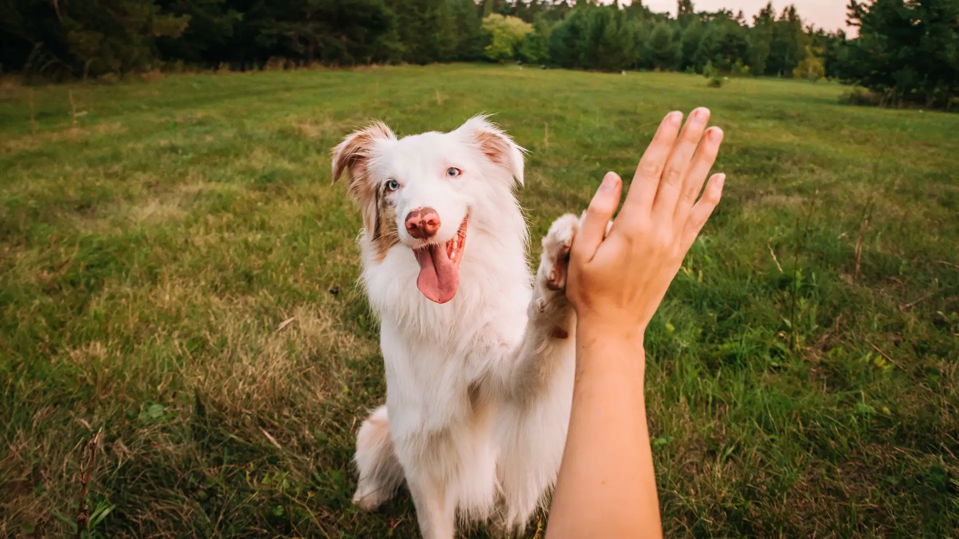 dog giving a woman a high five outside