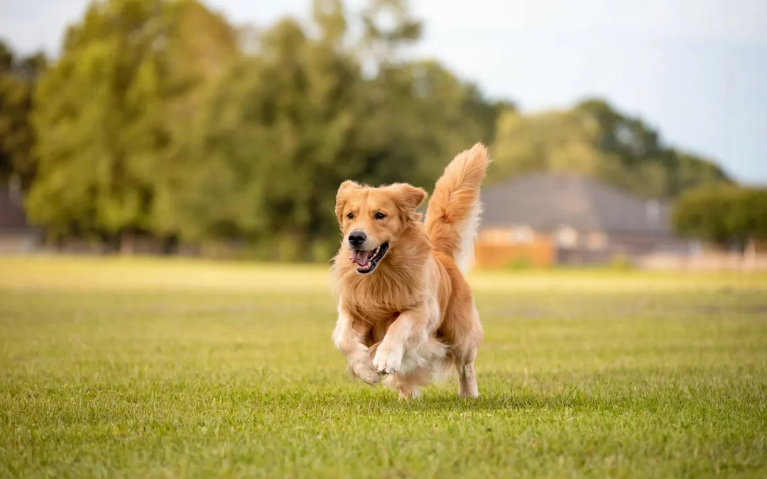 Understanding Heartworm Disease: Protecting Your Pet Year-Round