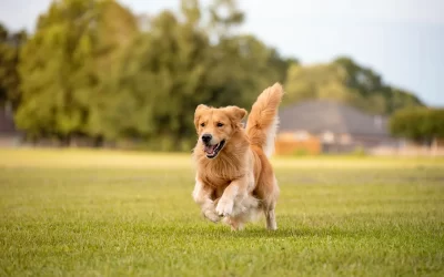 Understanding Heartworm Disease: Protecting Your Pet Year-Round