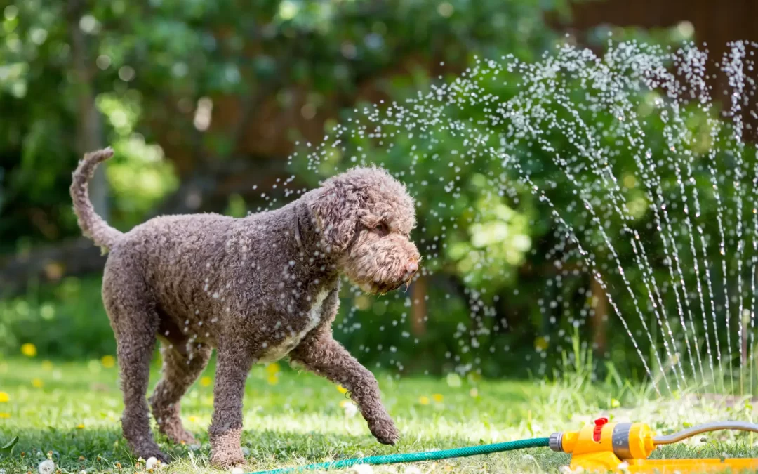 Summer Pet Safety: How to Protect Your Furry Friends in the Heat