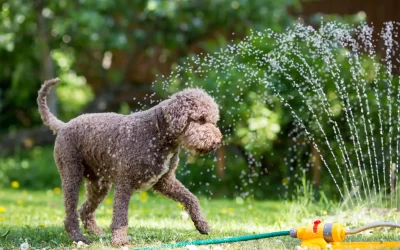 Summer Pet Safety: How to Protect Your Furry Friends in the Heat