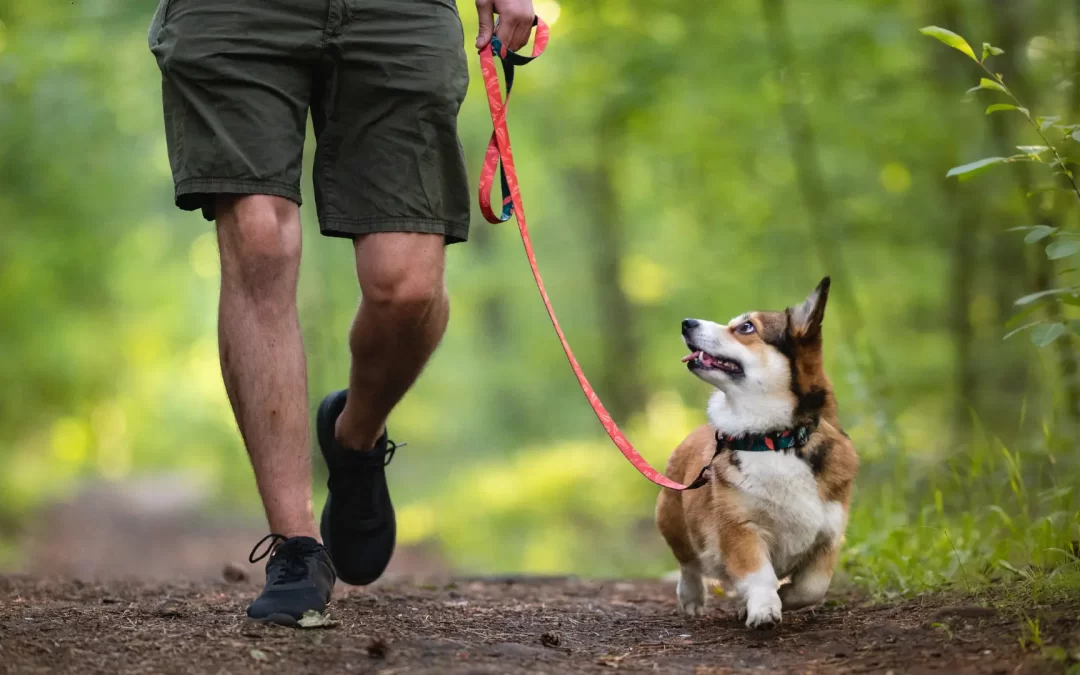 Summer Safety Tips: How to Prepare Your Pet for the Summer