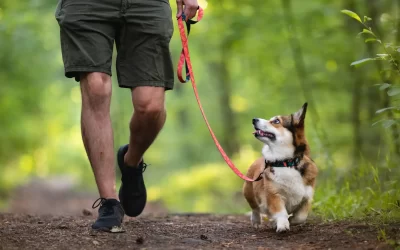 Summer Safety Tips: How to Prepare Your Pet for the Summer