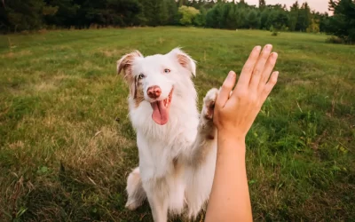 Why Pet Vaccines Matter: Protecting Dogs and Cats from Deadly Diseases