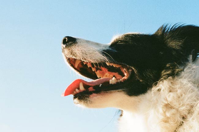 black and white dog enjoying the weather outside