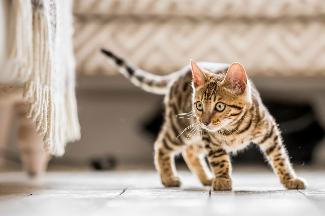 Bengal kitten playing on the living room floor ready to pounce at something
