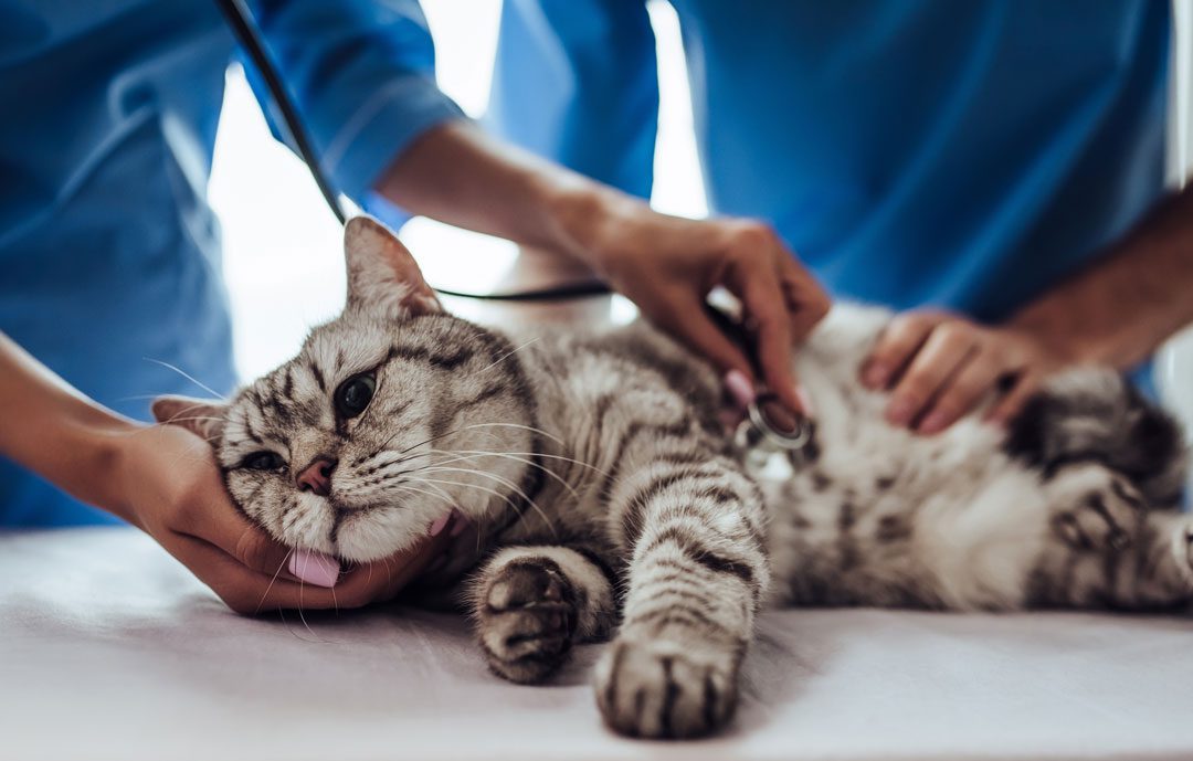 veterinarians examining cat