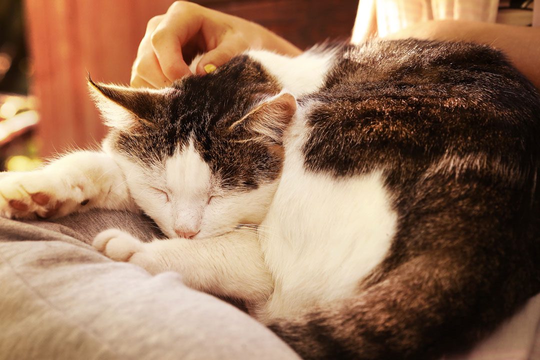 Person petting brown and white cat laying on their lap