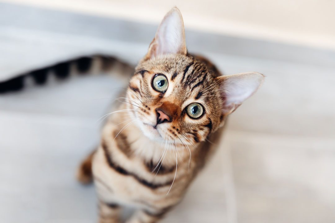 Bengal cat sitting and looking up