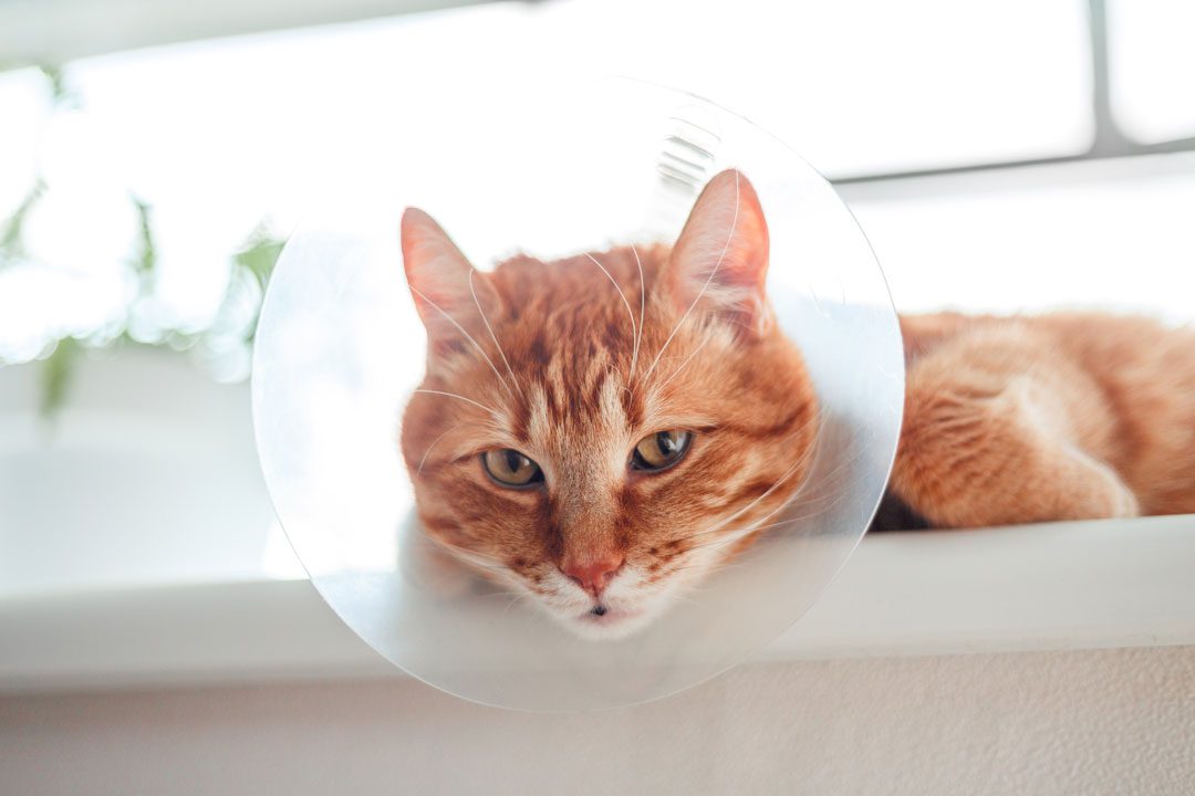 orange cat laying in the windowsill wearing a cone