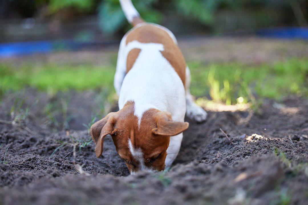 Jack Russell Terrier dog digging in the dirt