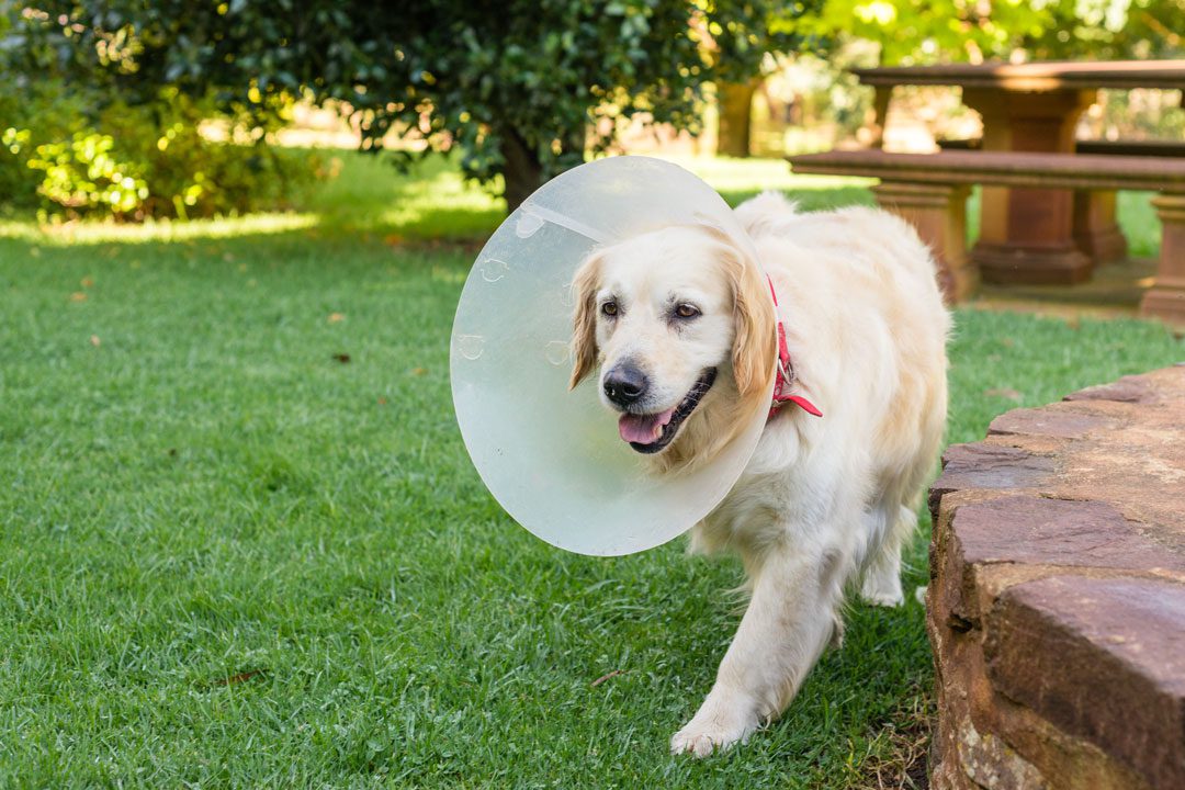 golden retriever walking outside while wearing a cone