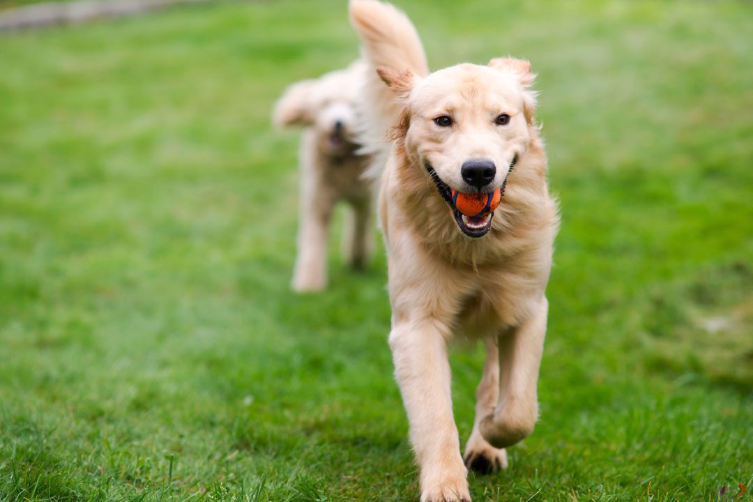 dogs playing with a ball outside