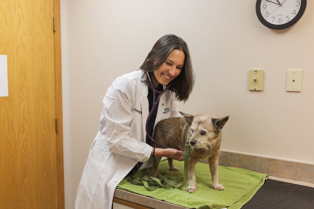 Female Vet Examining Dog