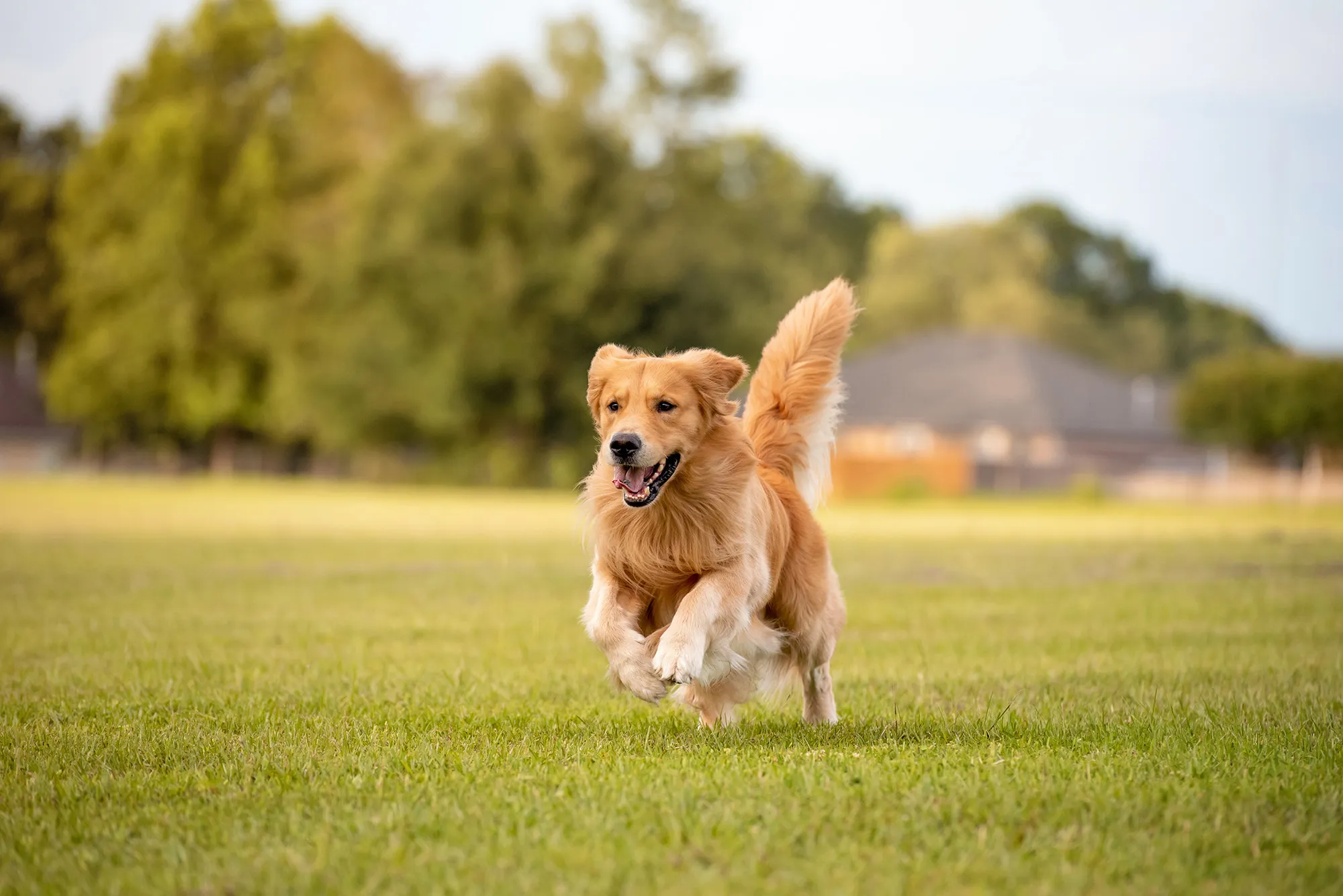 Golden Dog Running Resized