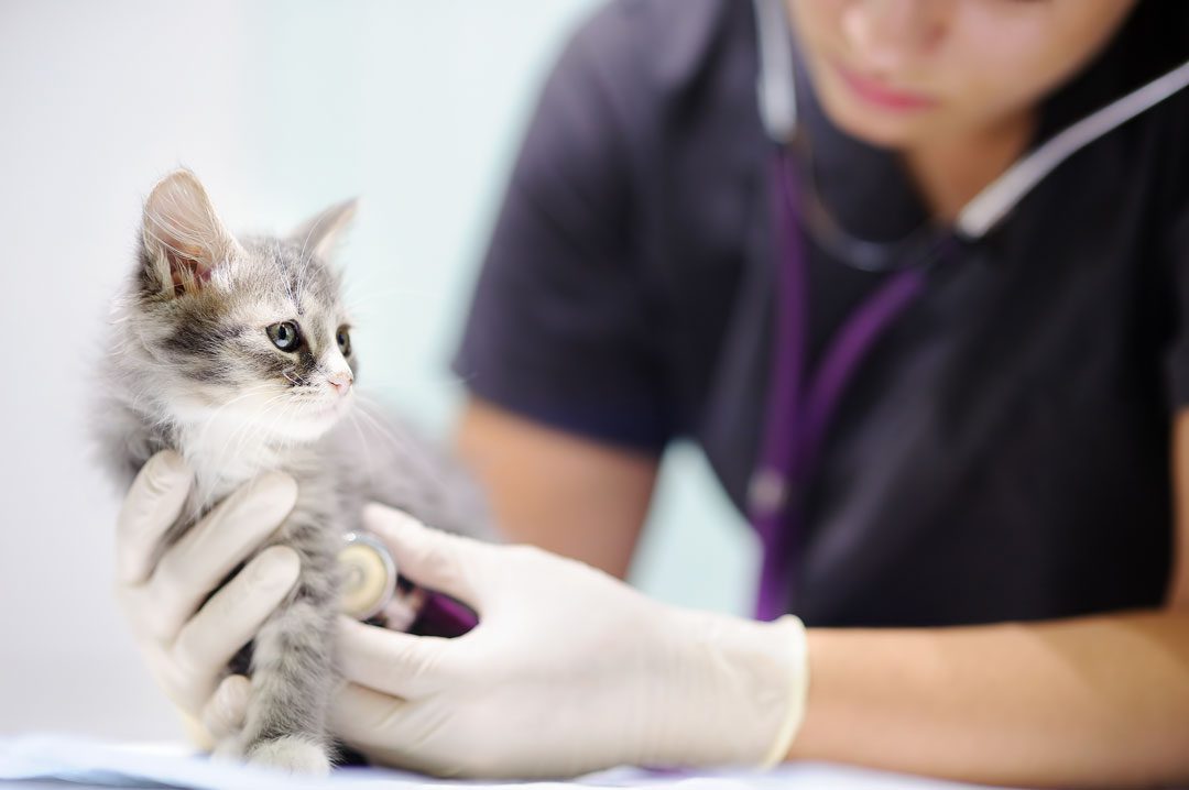veterinarian checking kitten with stethoscope
