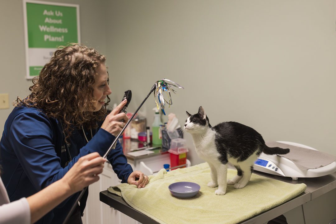 veterinarian trying to get black and white kitten's attention with toy
