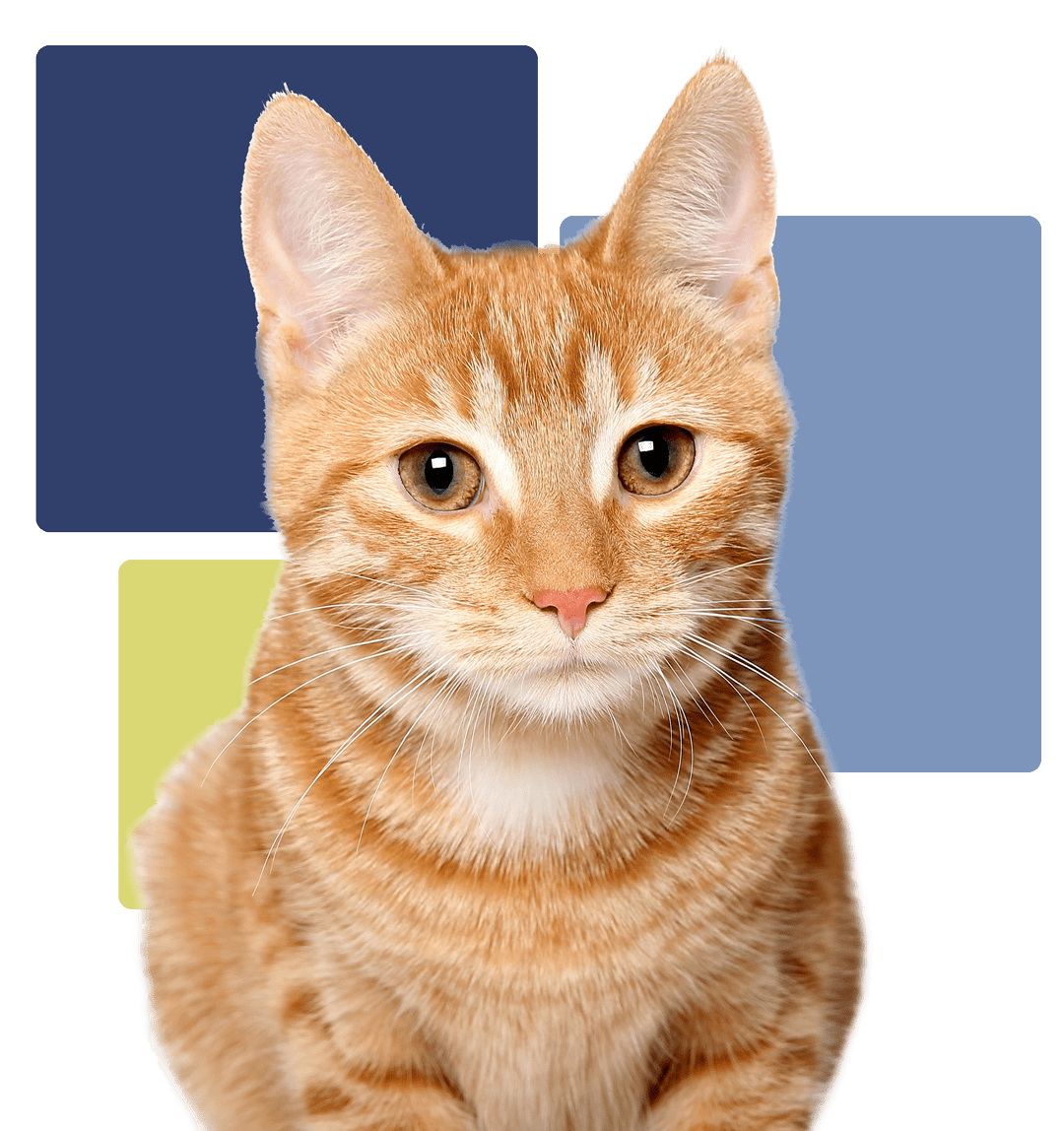 orange cat crouching