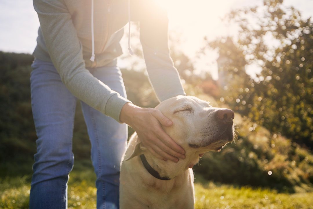 Person Petting Senior Labrador Retriever