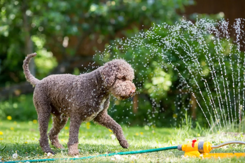 light grey dog playing in the sprinkler outside