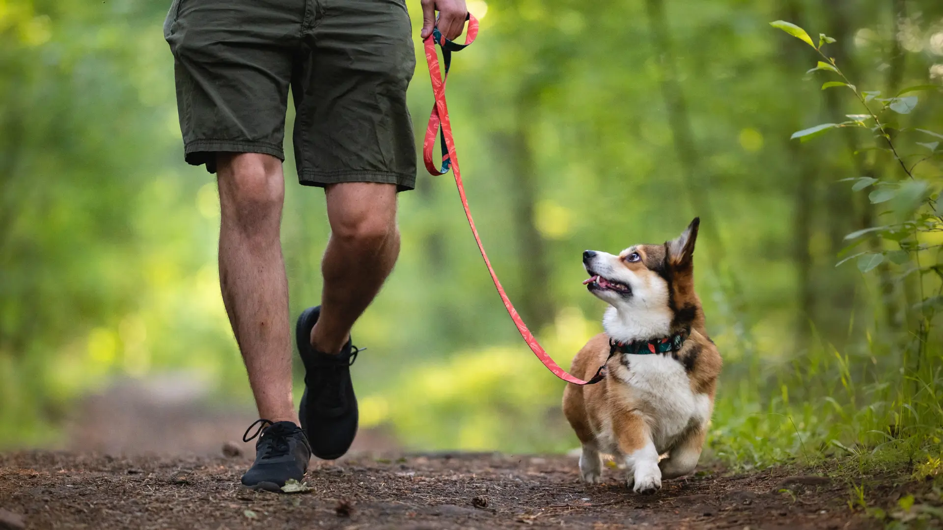 dog on a hike with their owner in the woods
