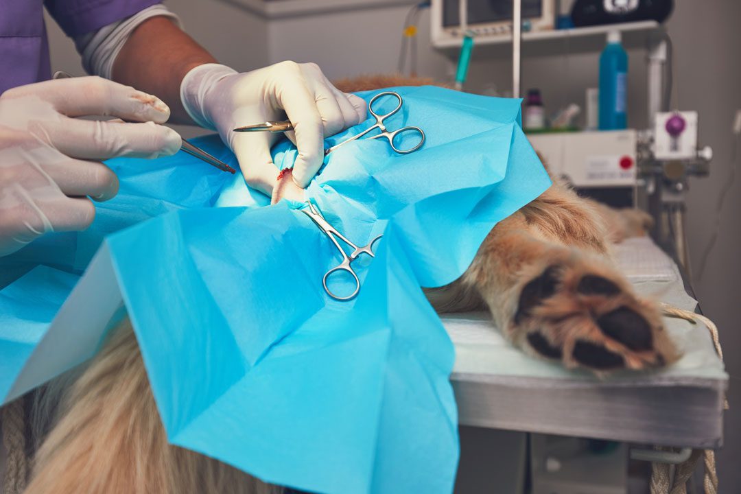 Surgery On Dog