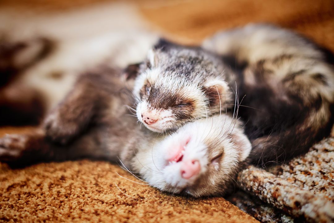 two ferrets cuddling and sleeping