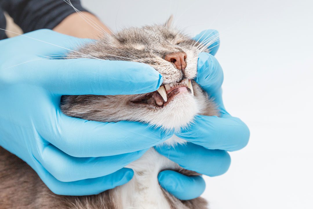 veterinarian examining the condition of a cat's teeth