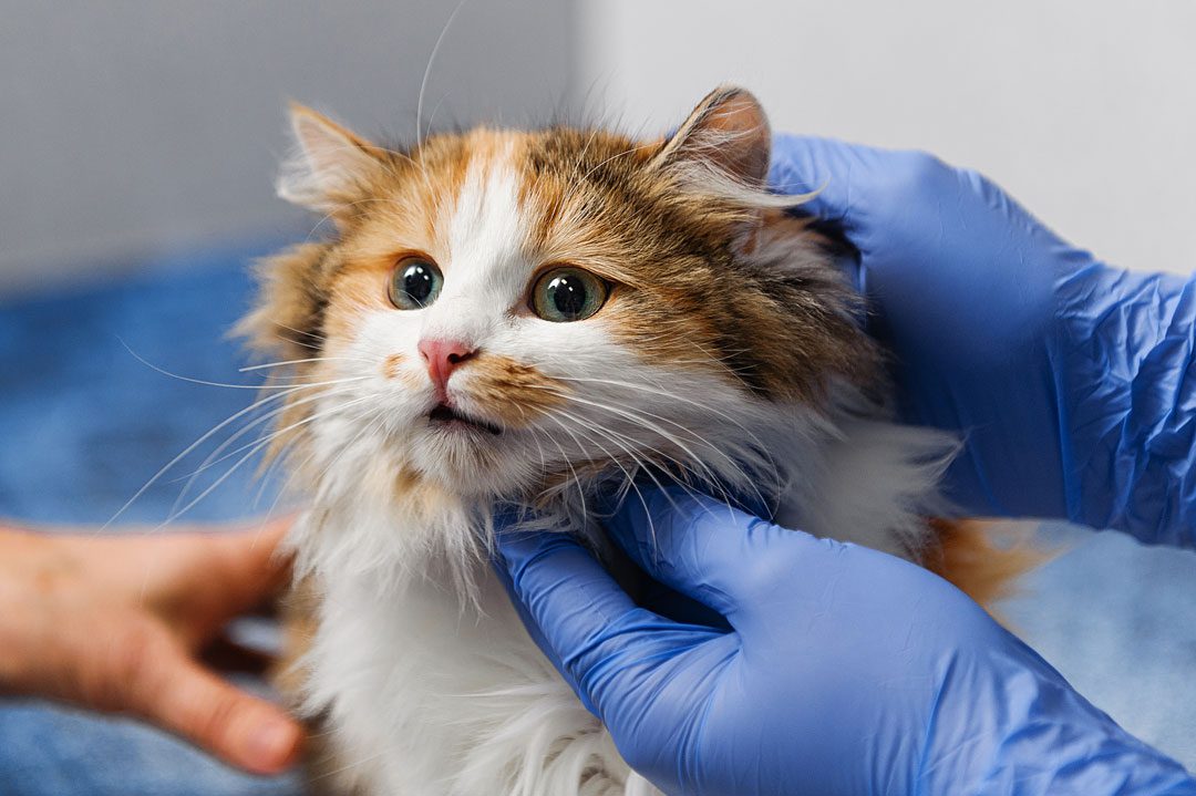 veterinarian examining a fluffy multi-colored cat