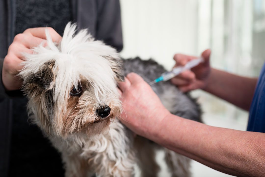 Vet Giving Vaccine To Dog