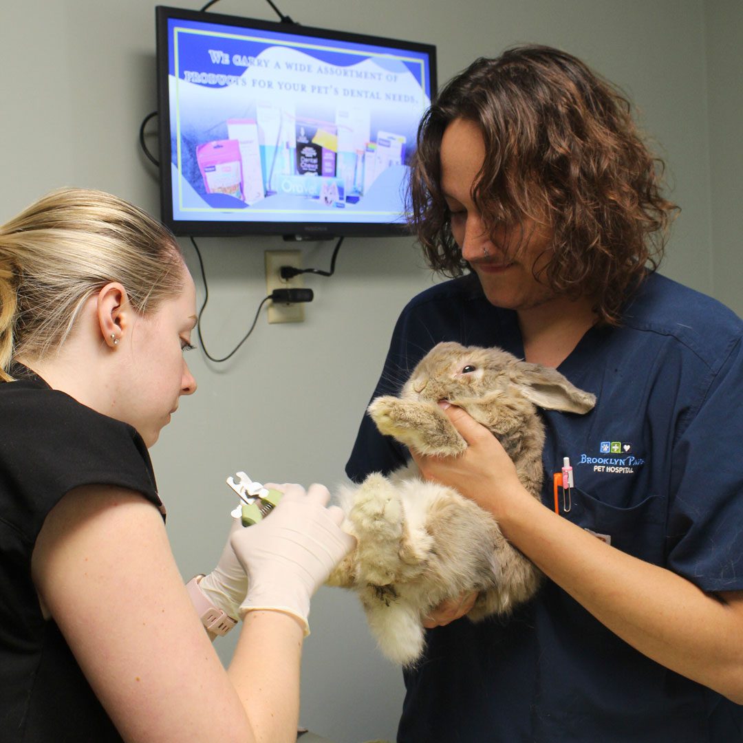 veterinary technicians trimming a rabbit's nails at wellness exam