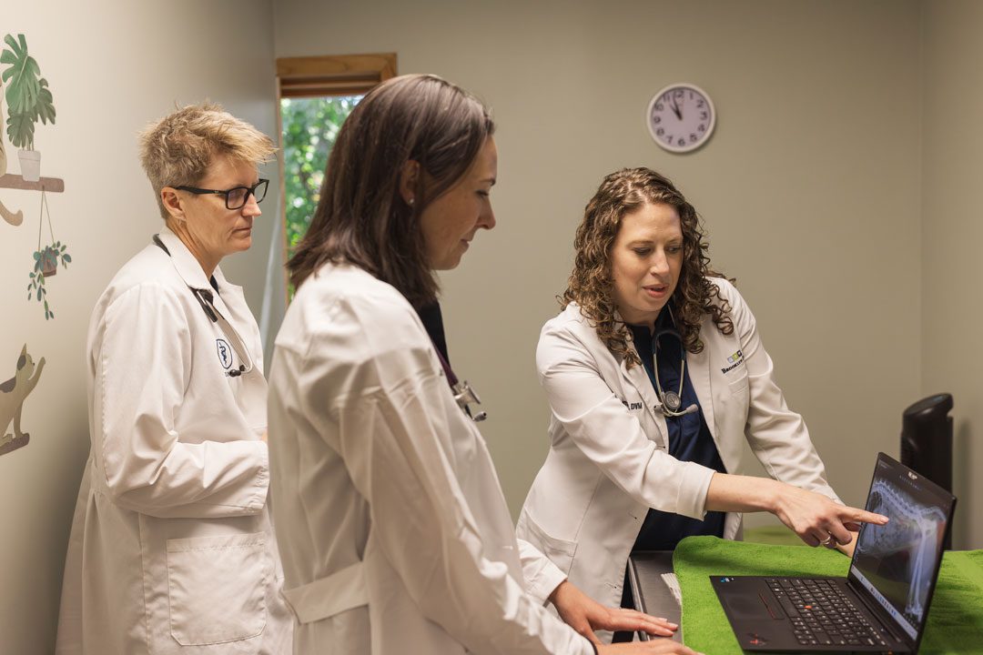 Veterinary Team Looking At X Ray